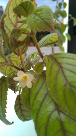 xNiphamenes Lemonade